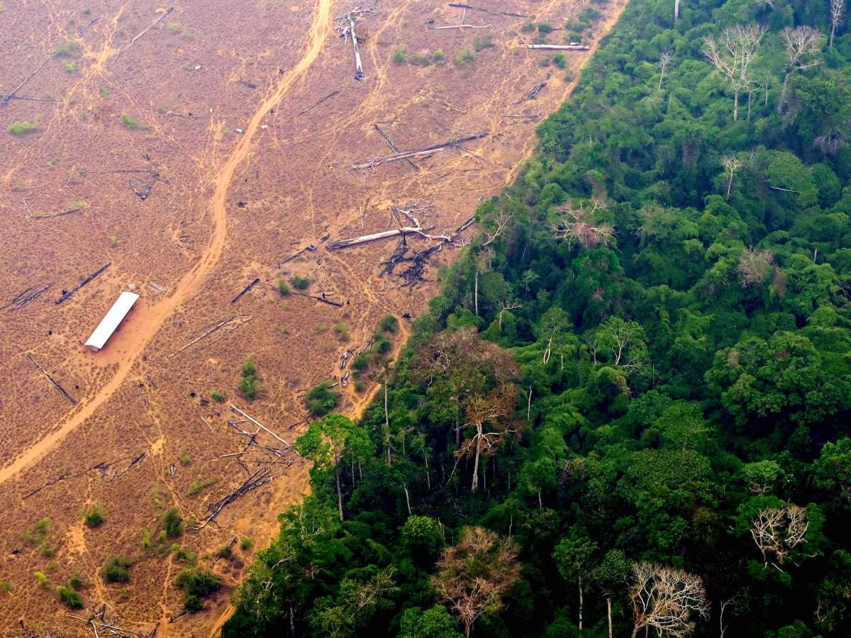 Deforestation Policies in&nbsp;Brazil