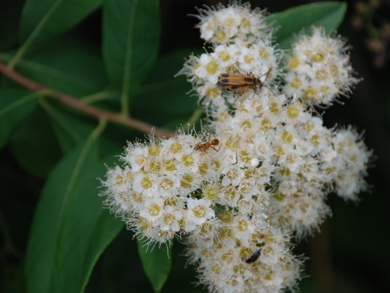 Native pollinator meadows to open at&nbsp;UNCA
